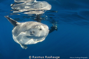 Nice and friendly Mola Mola off the Coast of California n... by Rasmus Raahauge 